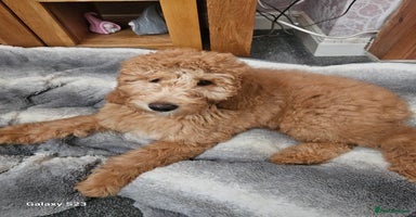 Mixed Breed dogs - Advert 4