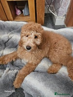 Mixed Breed dogs - Advert 13