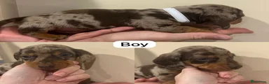 Miniature Dachshund Puppy 1