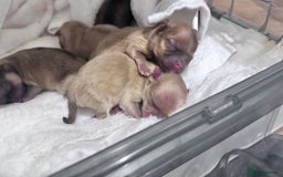 Pomeranian dogs for stud: 1.6kg Lilac/Tan stud ovulation test included  - Image 10