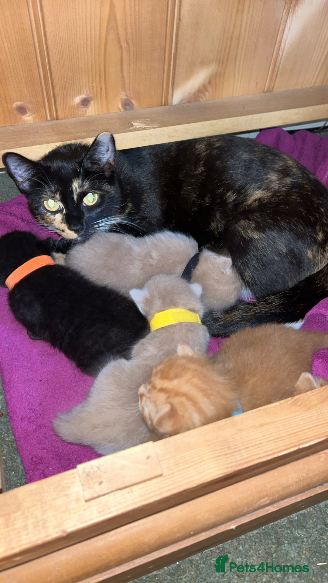 Mixed Breed cats for sale: 5 kittens for sale  - Image 2