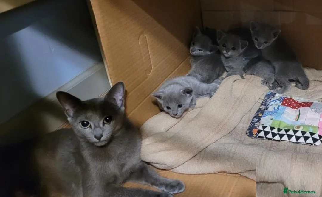Russian Blue cats for sale: Speldid Russian Blues _Kittens. - Advert 7