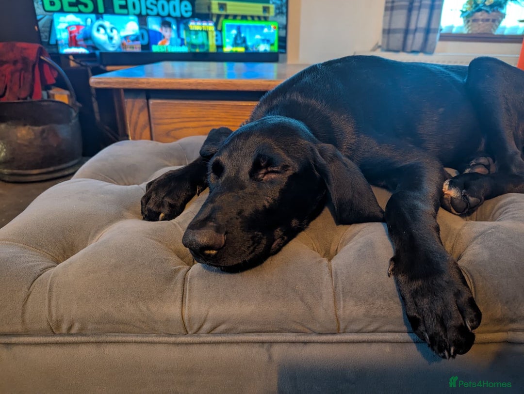 Mixed Breed dogs for adoption: Lando Labrador cross  - Advert 1