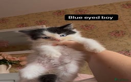Mixed Breed cats for sale: Fluffy beautiful kittens  - Image 6