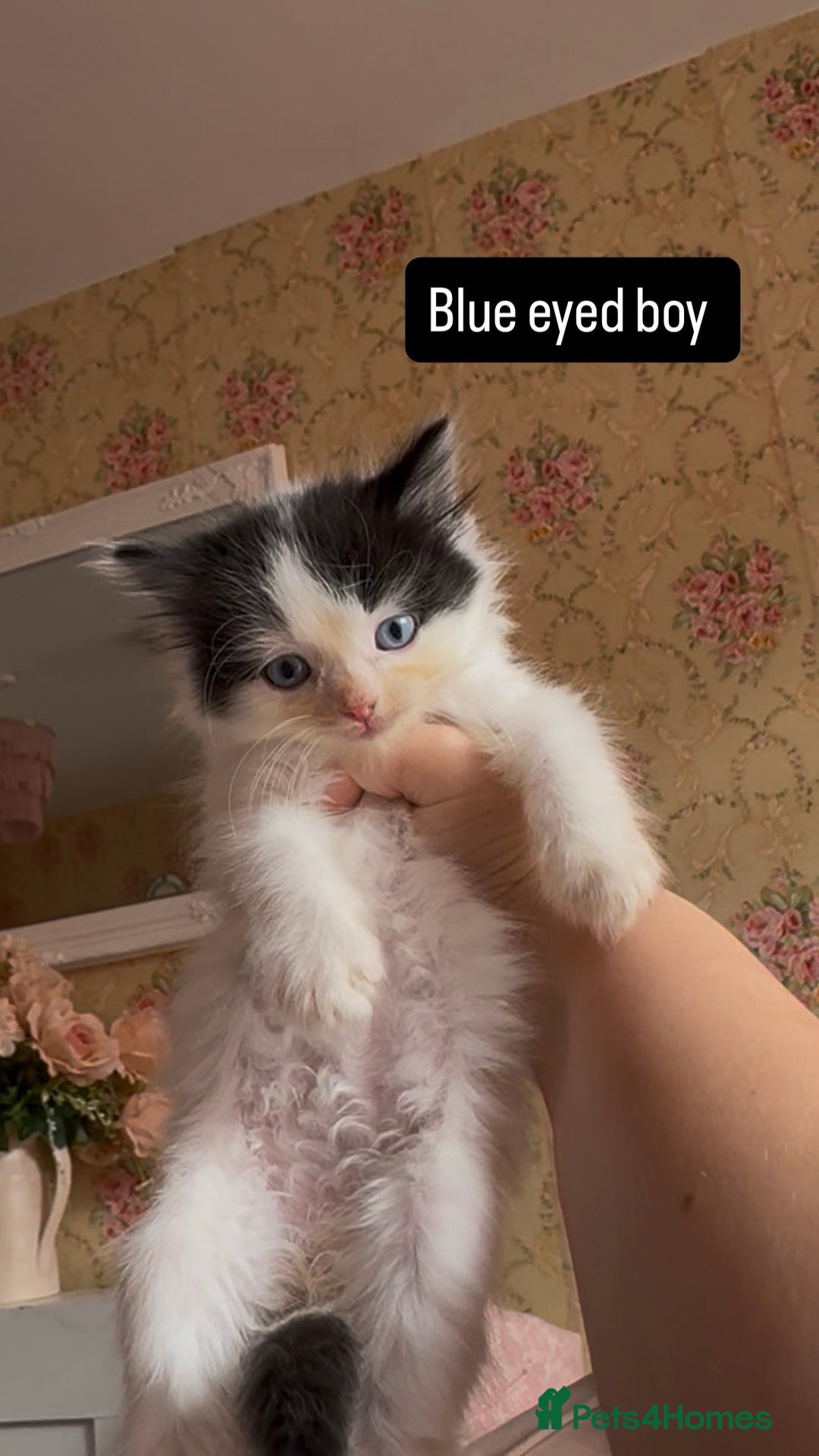 Mixed Breed cats for sale: Fluffy beautiful kittens  - Image 6