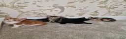 Mixed Breed cats for sale: Kittens Ready Now in Basildon - Advert 7