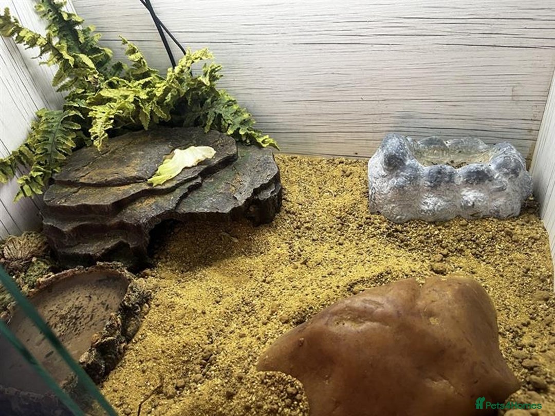 Gecko reptiles for sale: Boris - The gorgeous Gecko for sale - Image 7