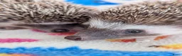 Pygmy Hedgehog rodents for sale: Gorgeous Reduced Hoglets available NOW!!!! - Advert 17