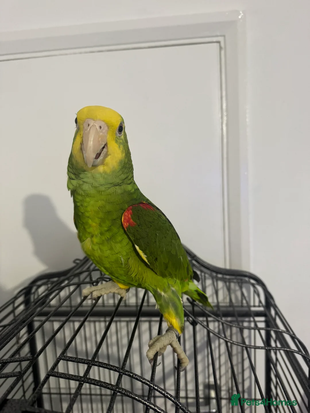 Parrots birds for sale: double yellow headed amazon in Ware - Advert 2