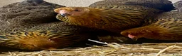 Chickens poultry for sale: Gold Partridge Brahma Bantams - Advert 5