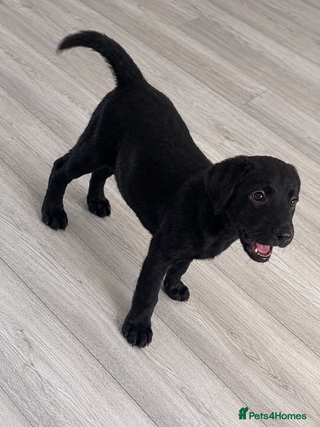 Labrador Retriever dogs for sale: Female Labrador puppy - Advert 1