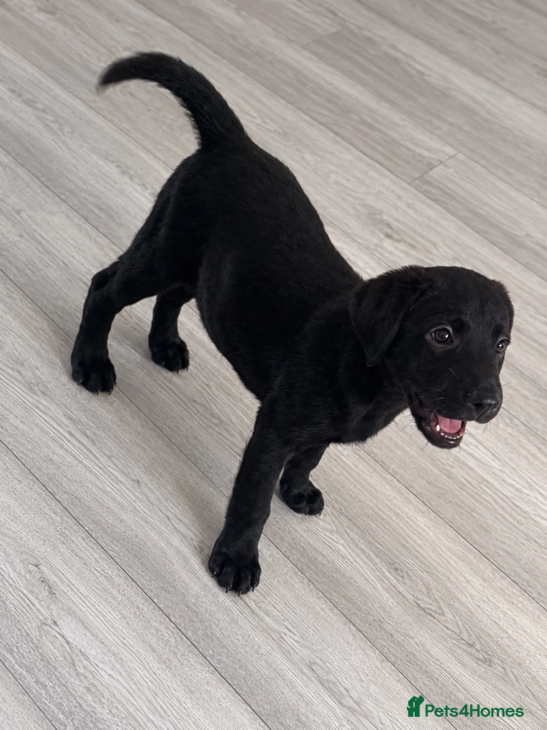 Labrador Retriever dogs for sale: Female Labrador puppy - Advert 1