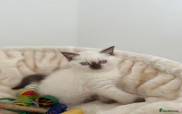 British Shorthair cats for sale: Adorable British Shorthairs available (5 females) - Image 3