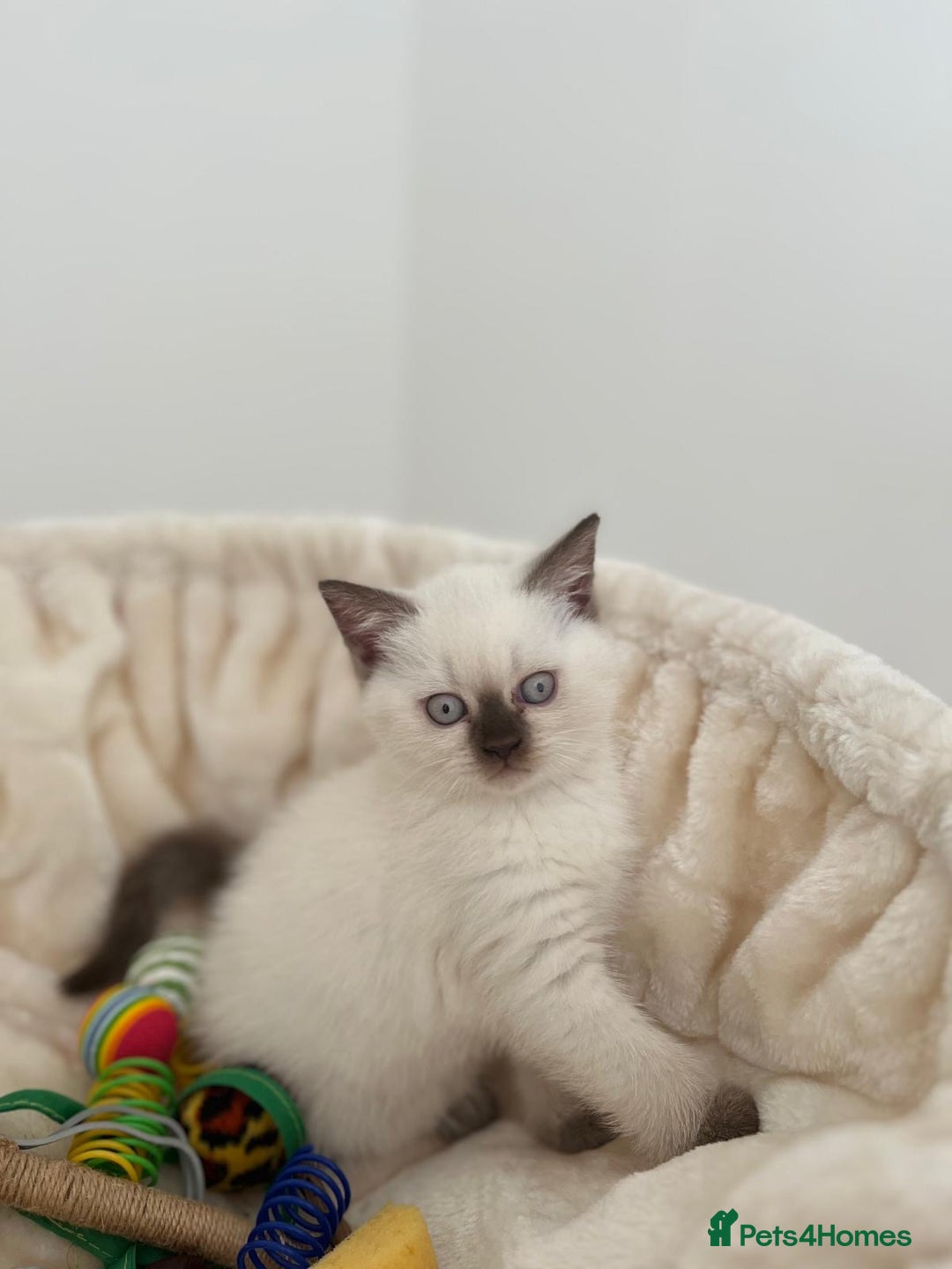 British Shorthair cats for sale: Adorable British Shorthairs available (5 females) - Image 3