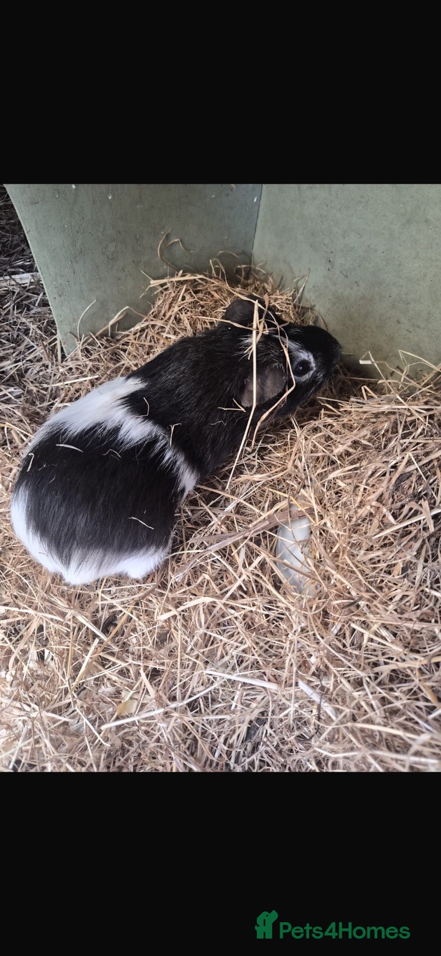 Guinea Pig rodents Male guinea pig - Advert 1