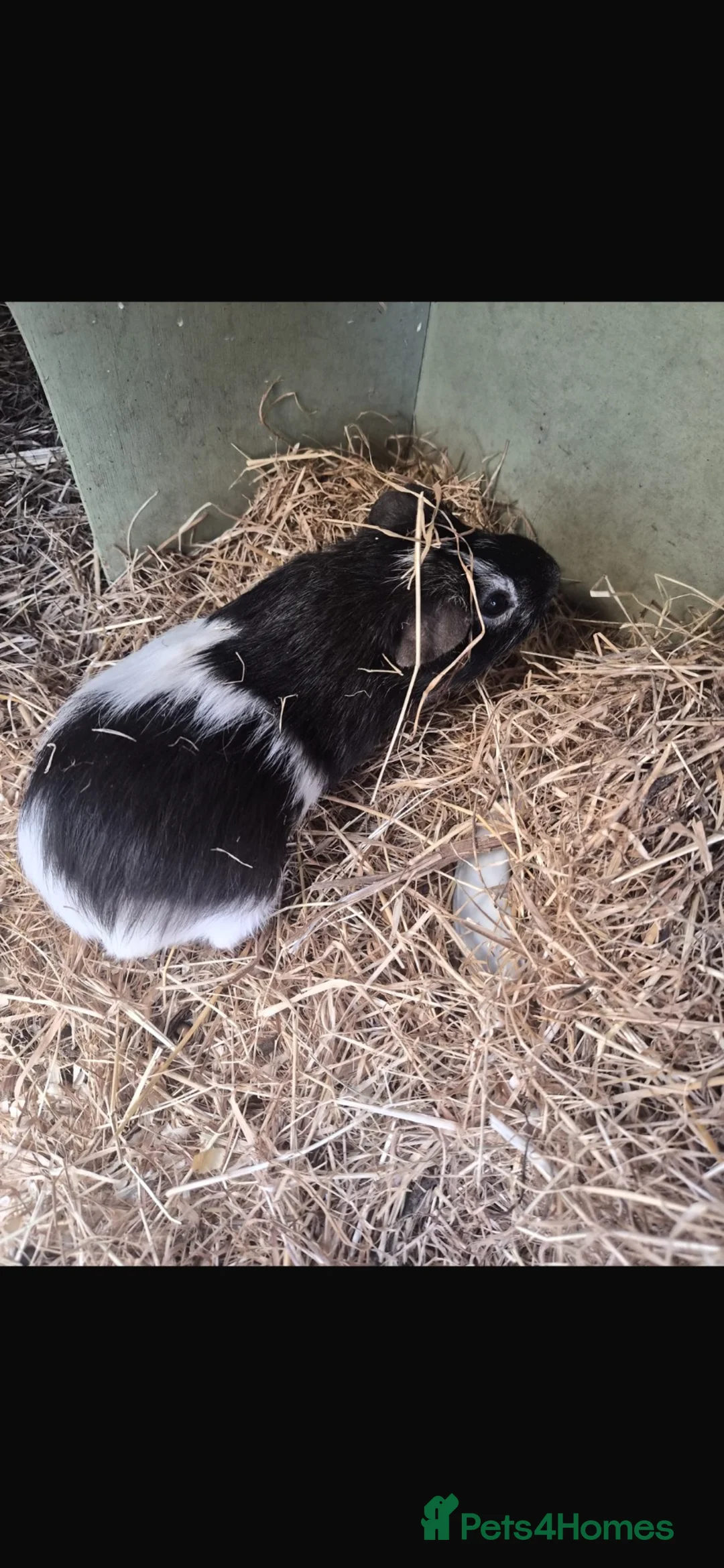 Guinea Pig rodents for sale: Male guinea pig - Advert 1