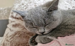 British Shorthair cats for sale: Beautiful Blue British shorthair  - Image 8