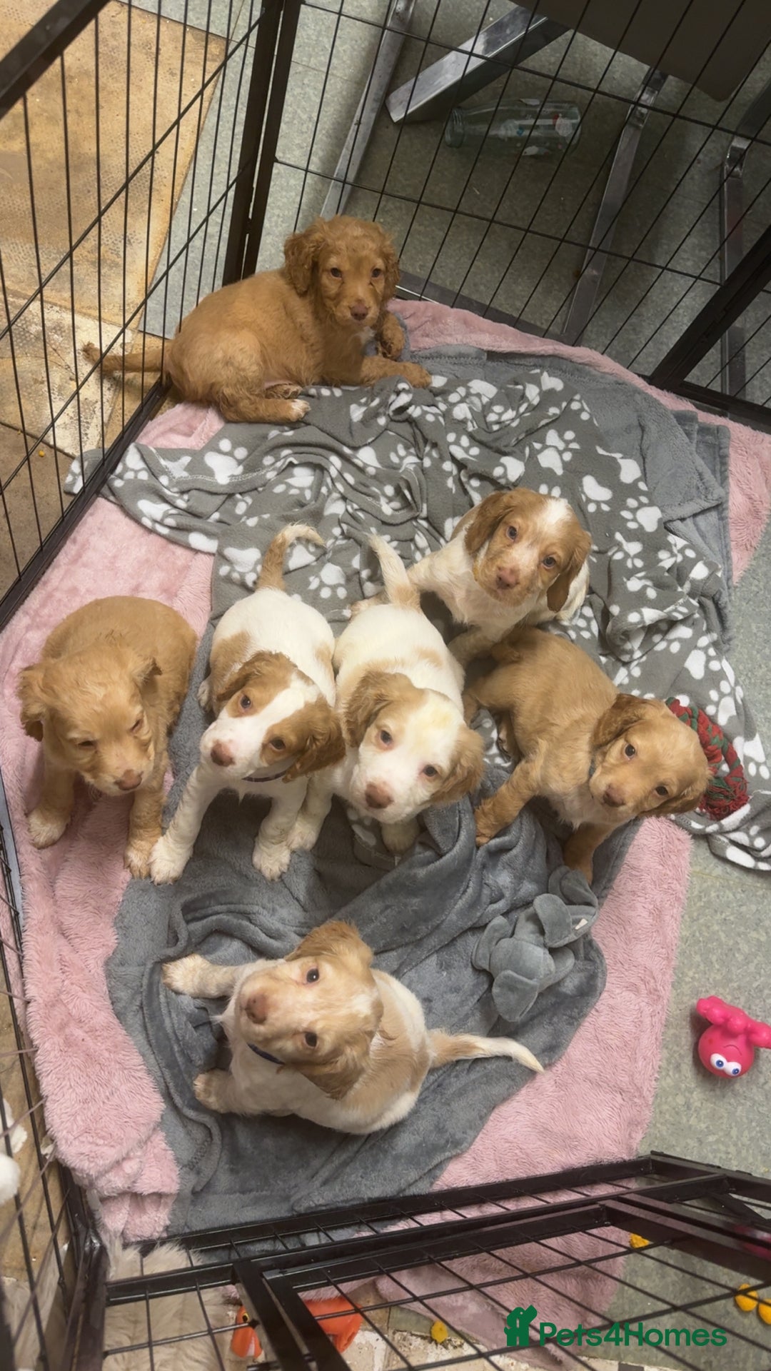 Cocker Spaniel dogs for sale: REDUCED💵cocker spaniel puppies 🩷💙 - Advert 1