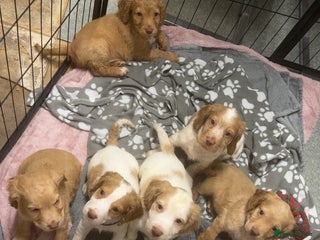 Cocker Spaniel dogs 7 beautiful cocker spaniel puppies 🩷💙ONLY 5 left - Advert 1