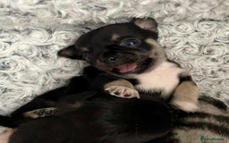 Mixed Breed dogs for sale: Chihuahua with a bit of French Bulldog puppies - Advert 10