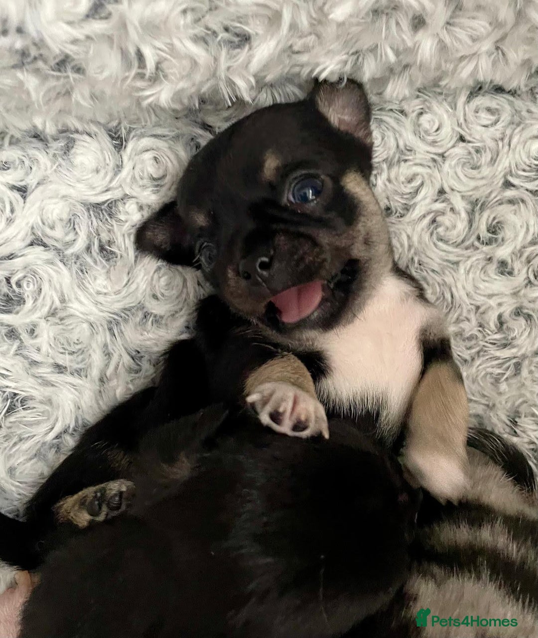 Mixed Breed dogs for sale: Chihuahua with a bit of French Bulldog puppies - Advert 10