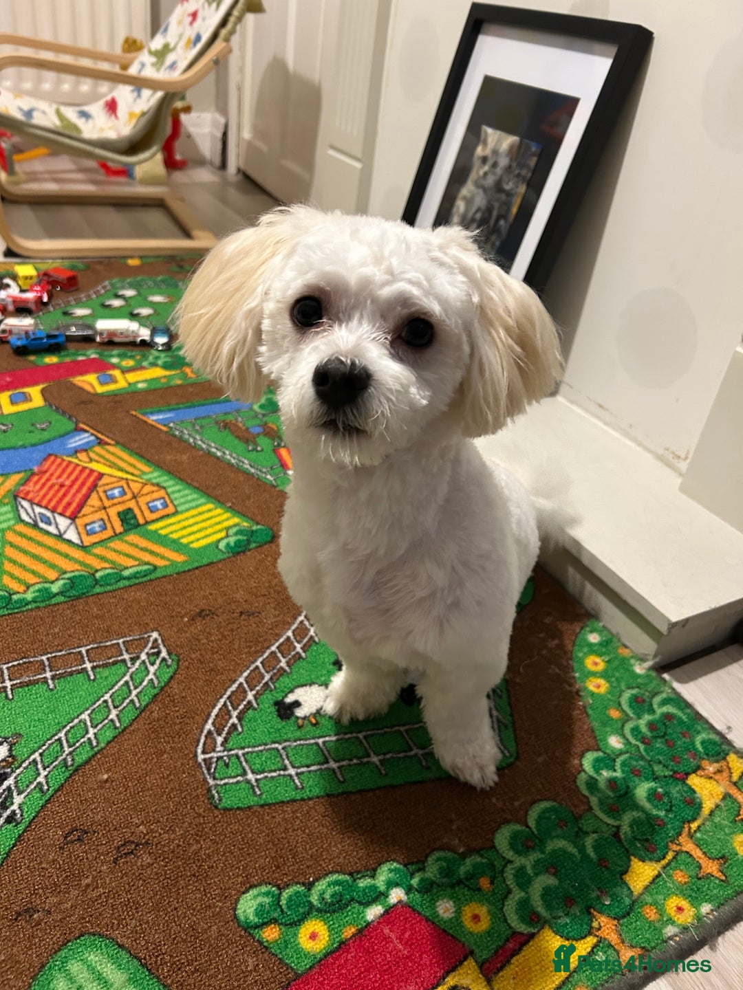 Maltese dogs for stud: Maltichon stud, 2 years old - Image 4