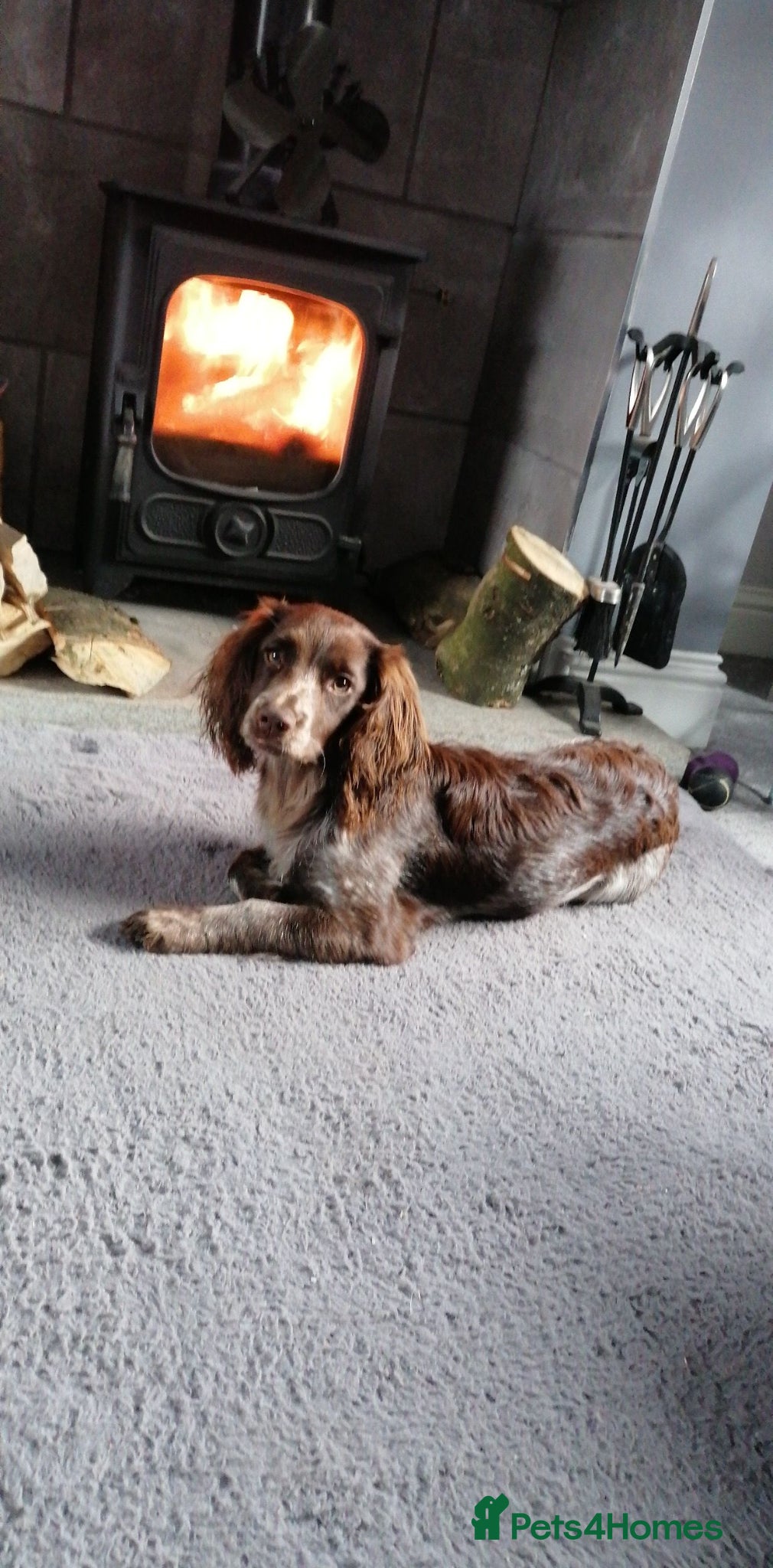 Cocker Spaniel dogs Working cocker spaniel  - Advert 2