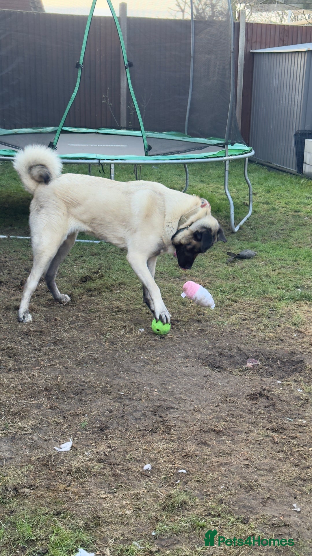 Turkish Kangal dogs for sale: Turkish kangal - Advert 5