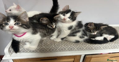 British Longhair cats - Advert 4