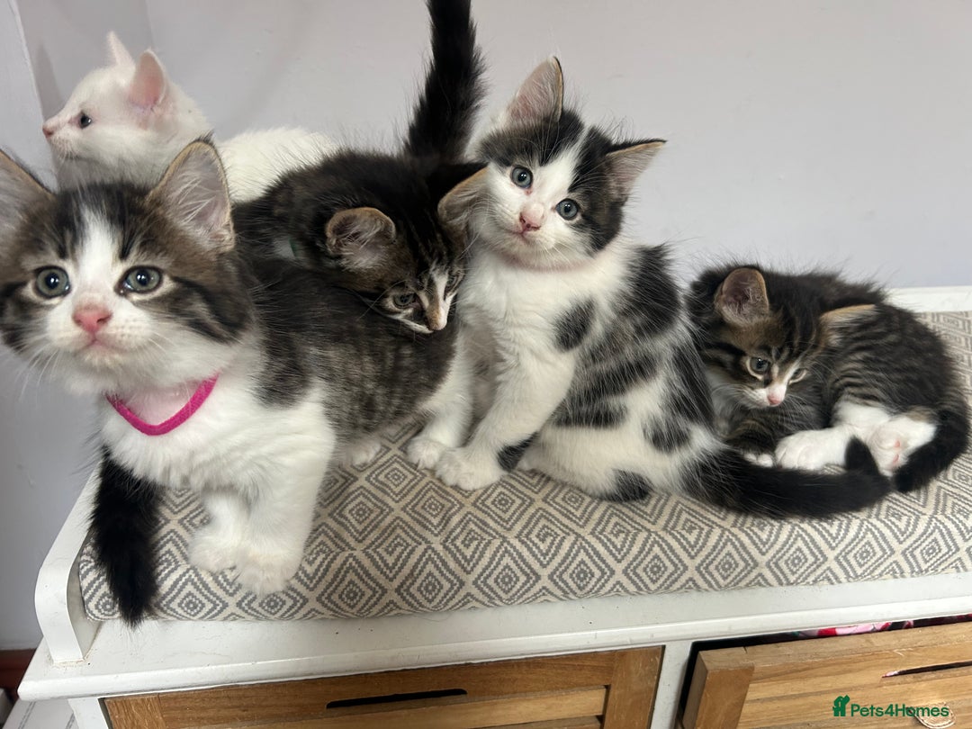 British Longhair cats for sale: Stunning friendly kittens - Image 40