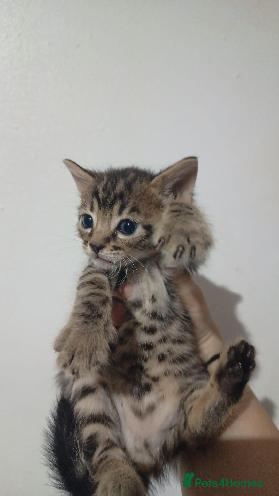 Bengal cats for sale: Pure bengals - Image 9