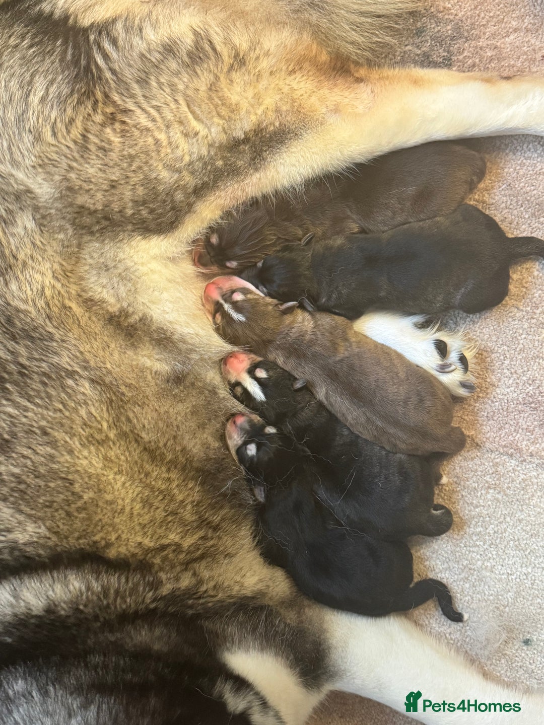 Mixed Breed dogs for sale: Beautiful huskadors - Advert 13