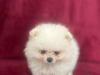 Pomeranian dogs - Advert 2