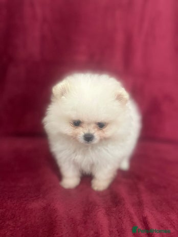 Pomeranian dogs - Advert 2