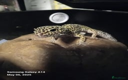 Leopard Gecko reptiles for sale: Leopard gecko  - Advert 1