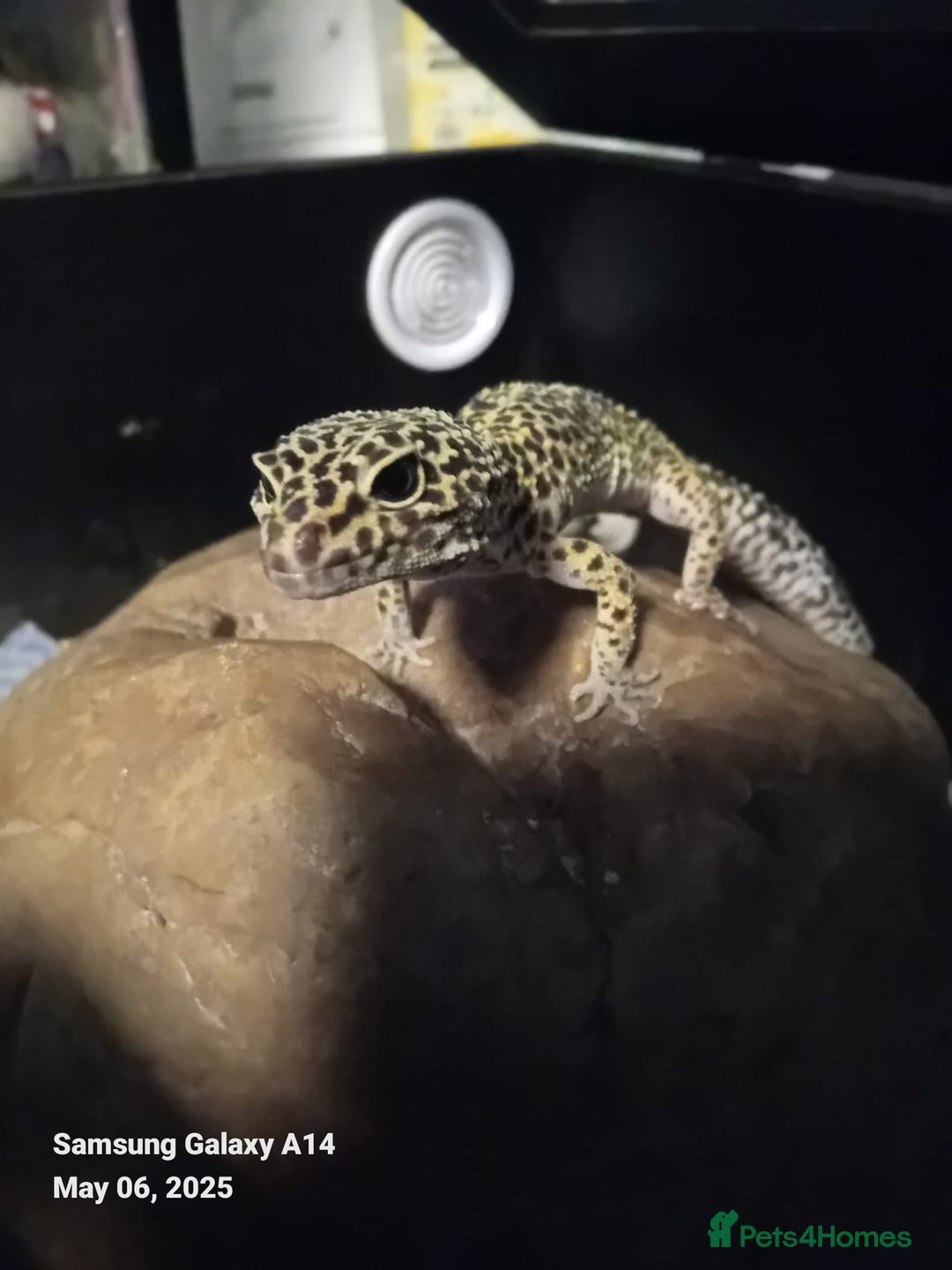 Leopard Gecko reptiles for sale: Leopard gecko  - Advert 1