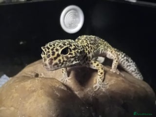 Leopard Gecko reptiles for sale: Leopard gecko - Advert 1