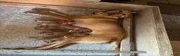 Labrador Retriever dogs for sale: Red Fox Labrador  in Chippenham - Advert 1