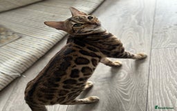 Bengal cats for sale: 🐾 Beautiful Rosetted Bengal Girl - Image 4