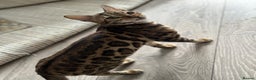 Bengal cats for sale: 🐾 Beautiful Rosetted Bengal Girl - Advert 4