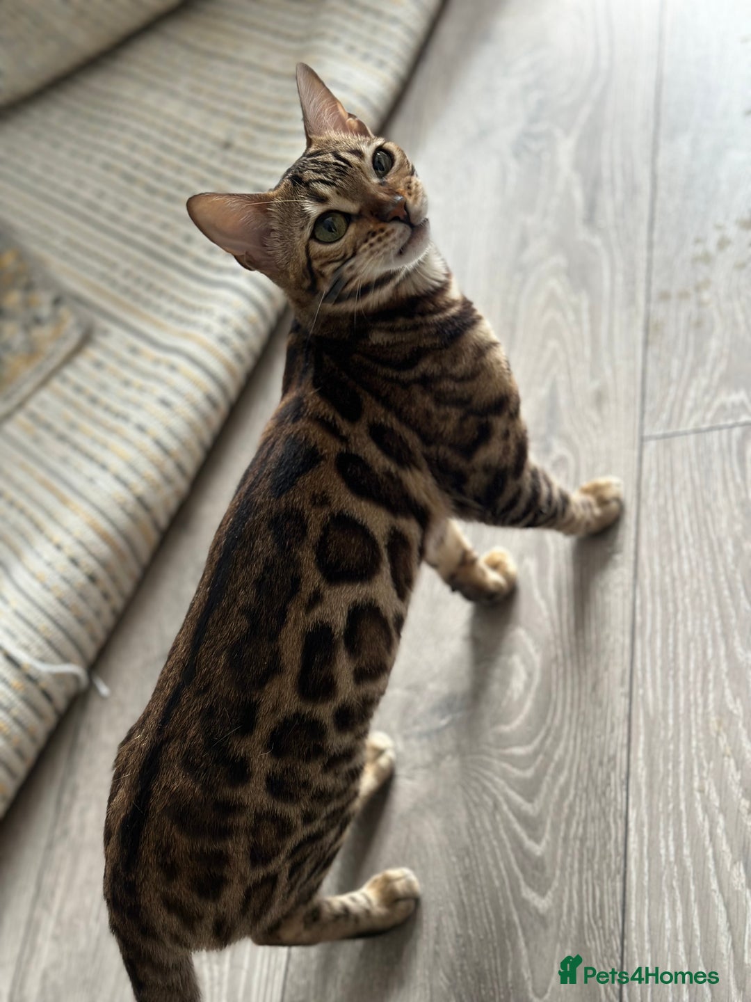 Bengal cats for sale: 🐾 Beautiful Rosetted Bengal Girl - Image 4