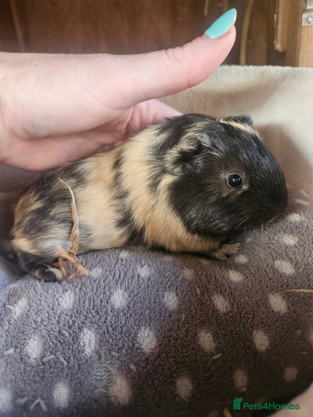 Guinea Pig rodents for sale: Baby boy guinea pigs and 1 girl - Image 5