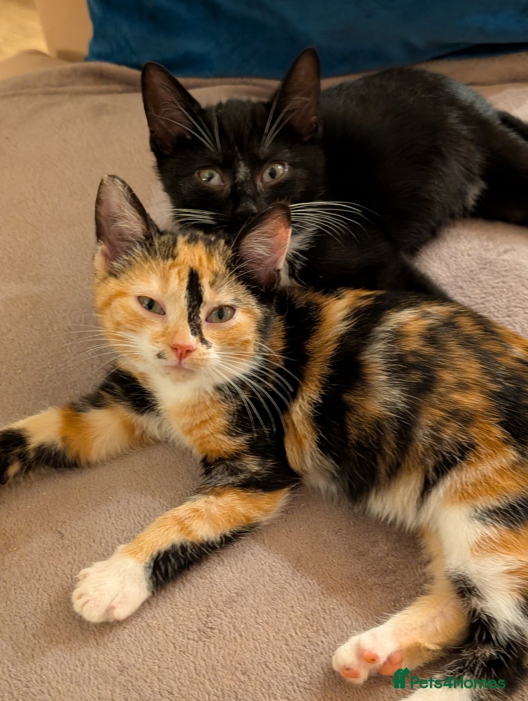 Mixed Breed cats for sale: Calico and Black& white kittens 1x female 1x male  - Advert 12