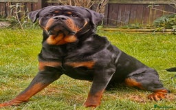 Rottweiler dogs for stud: Rottweiler for stud  - Image 4