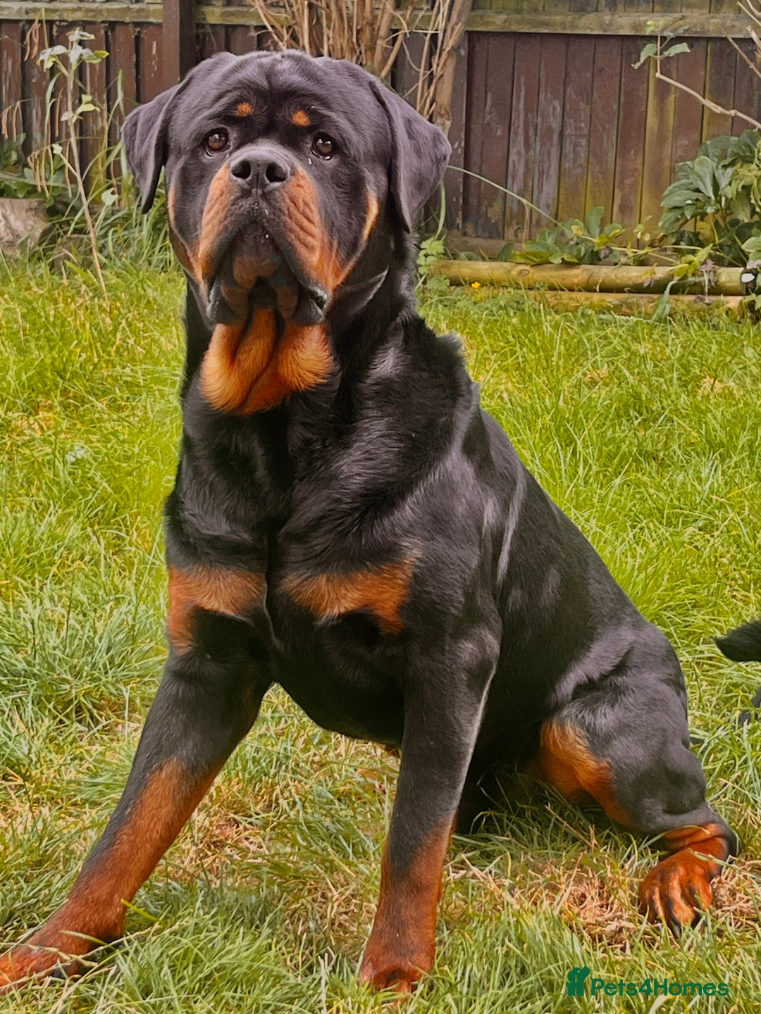 Rottweiler dogs for stud: Rottweiler for stud  - Image 4