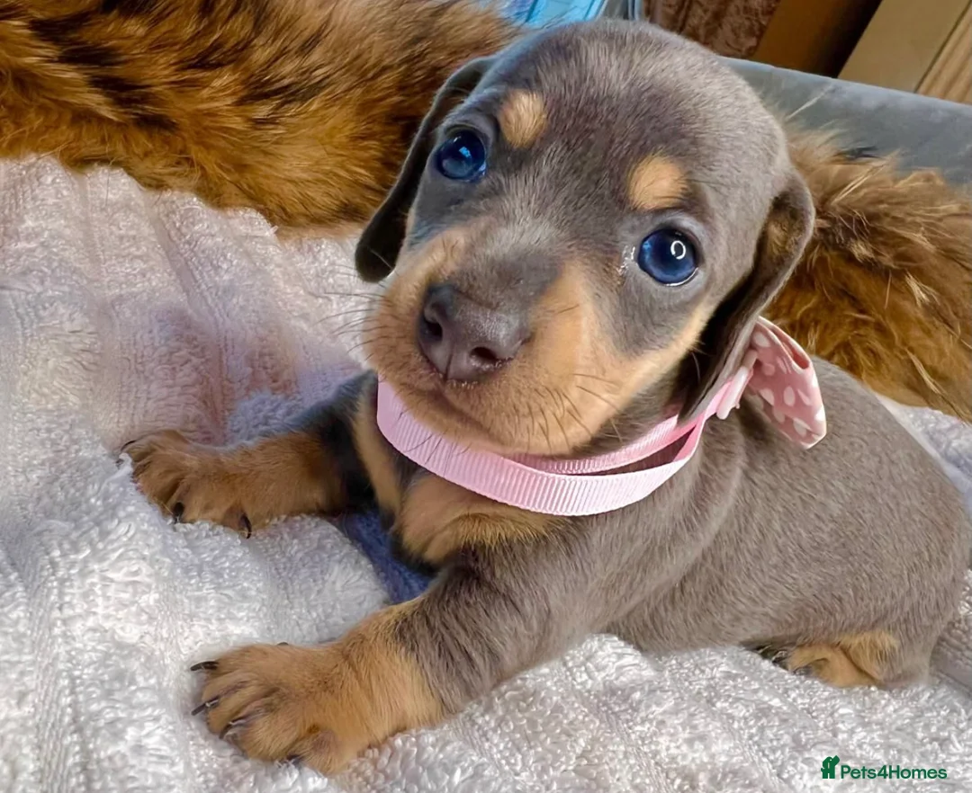 Dachshund dogs for stud: Dachshund (Miniature) Stud in Basildon - Advert 8