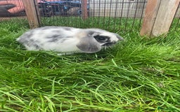 French Lop rabbits for sale: Baby French lop  - Image 2