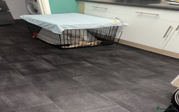 Mixed Breed dogs for sale: 11 week old Toya  - Image 4