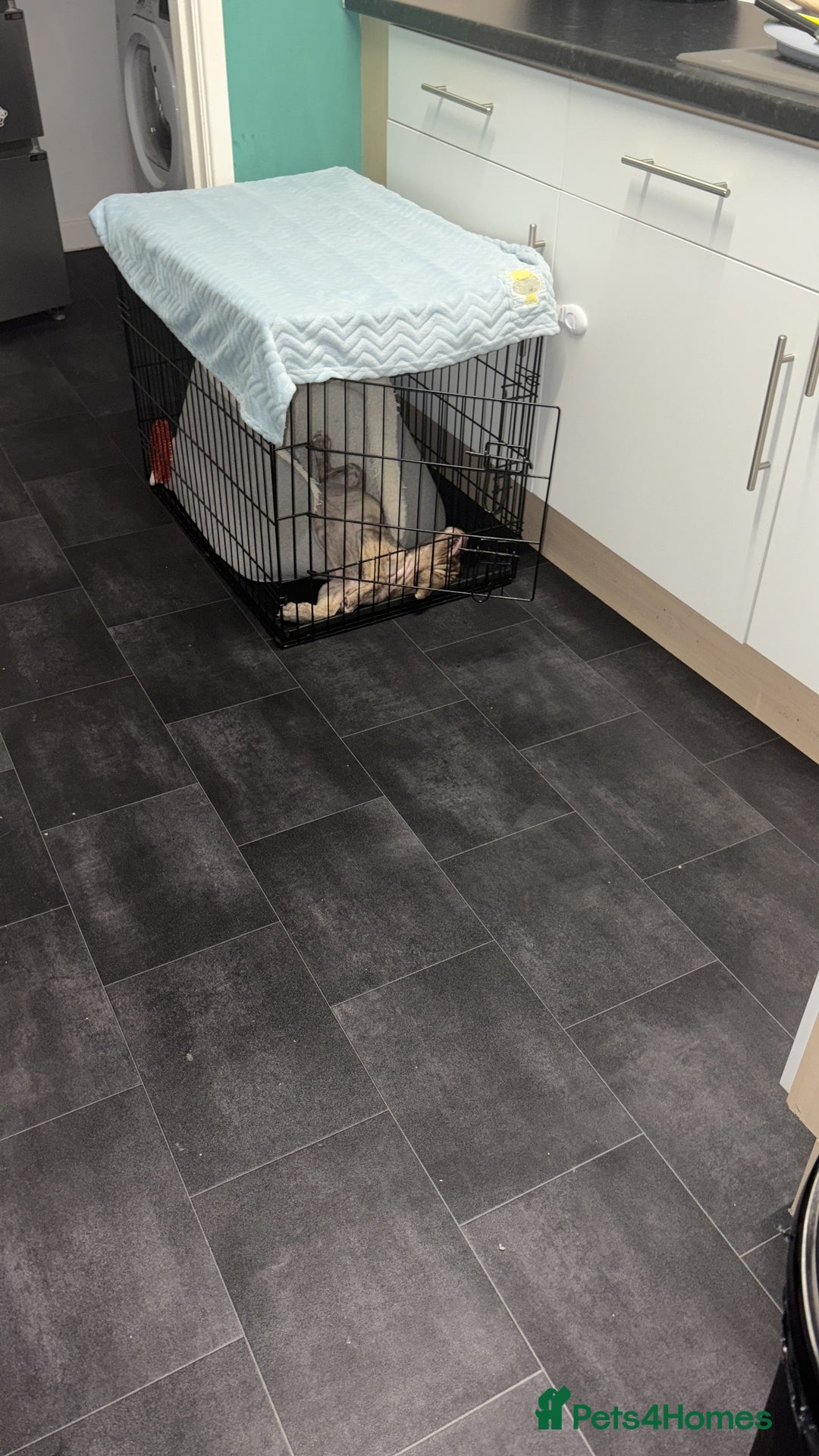 Mixed Breed dogs for sale: 11 week old Toya  - Image 4