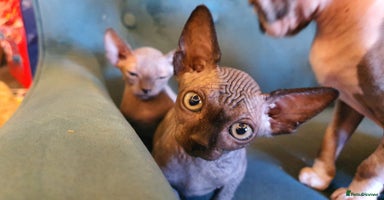 Sphynx cats in Cannock - Advert 6